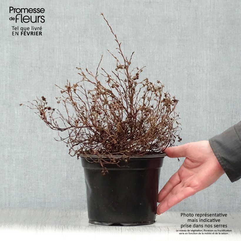 Exemplar von Potentilla fruticosa Marian Red Robin - Potentille arbustive Pot de 1.5L/2L wie im Winter geliefert