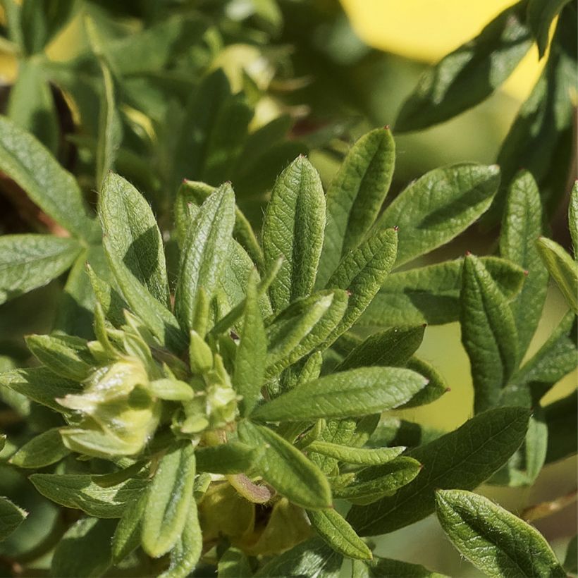 Fingerstrauch Medicine Wheel Mountain - Potentilla fruticosa (Laub)