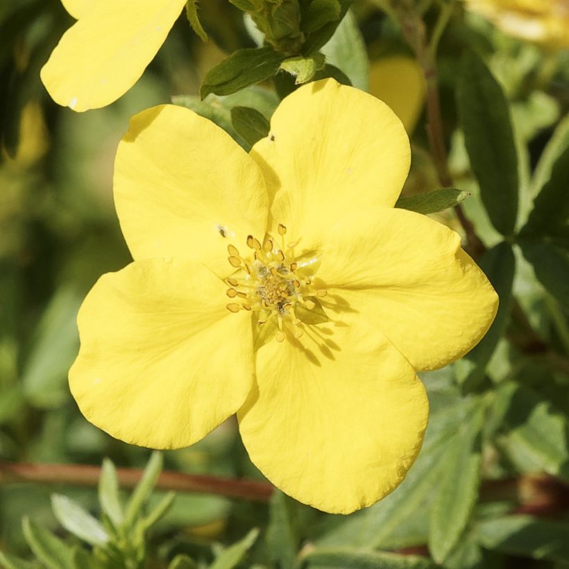 Fingerstrauch Medicine Wheel Mountain - Potentilla fruticosa (Blüte)