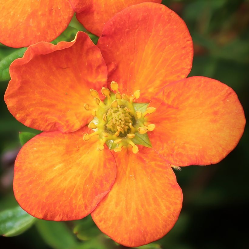 Fingerstrauch Orangissima - Potentilla fruticosa (Blüte)