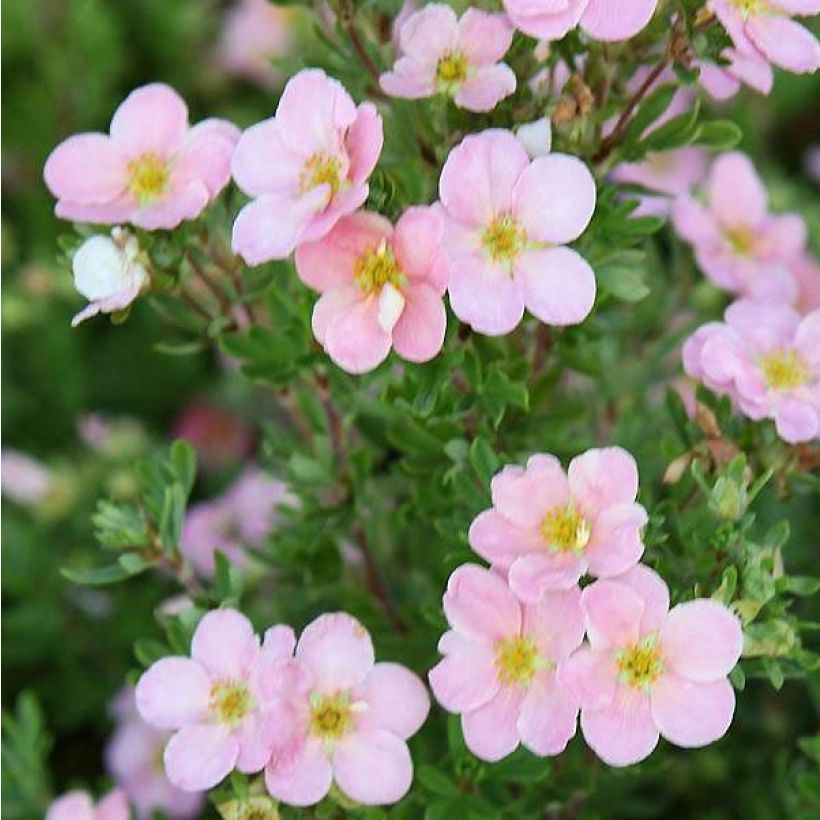 Fingerstrauch Pink Beauty - Potentilla fruticosa (Blüte)