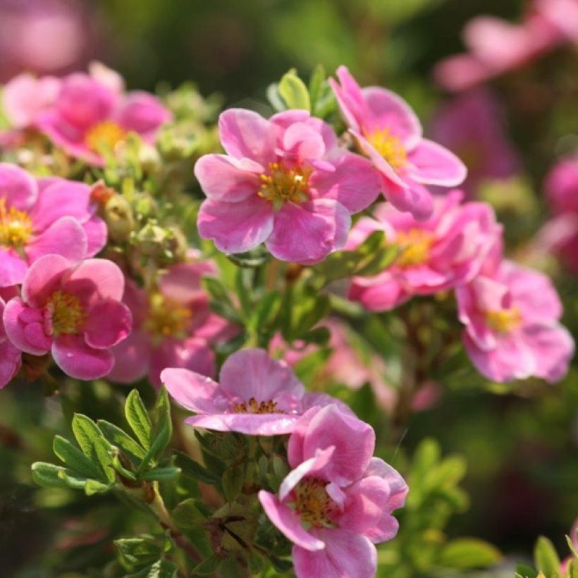 Fingerstrauch Pink Paradise - Potentilla fruticosa (Blüte)