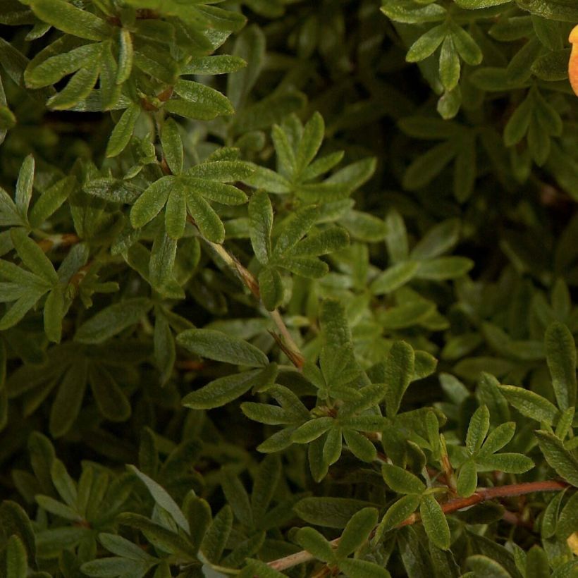 Fingerstrauch Red Ace - Potentilla fruticosa (Laub)