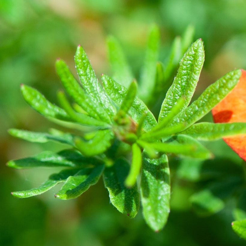 Fingerstrauch Red joker - Potentilla fruticosa (Laub)