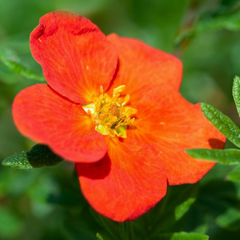 Fingerstrauch Red joker - Potentilla fruticosa (Blüte)