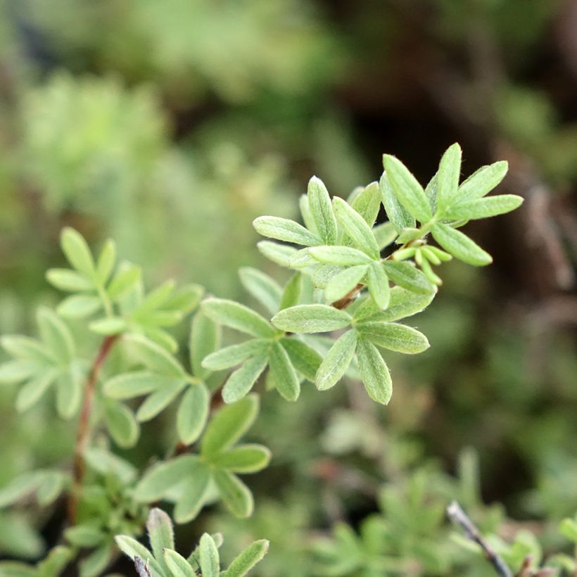 Fingerstrauch Tangerine - Potentilla fruticosa (Laub)