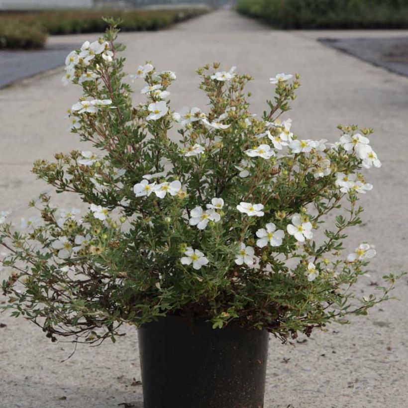 Fingerstrauch White Lady - Potentilla fruticosa (Hafen)