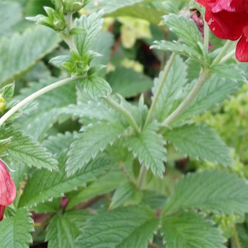 Potentilla Arc en Ciel - Gefülltes Fingerkraut (Laub)