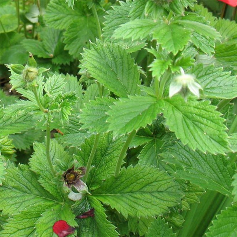 Potentilla Flamenco - Fingerkraut (Laub)