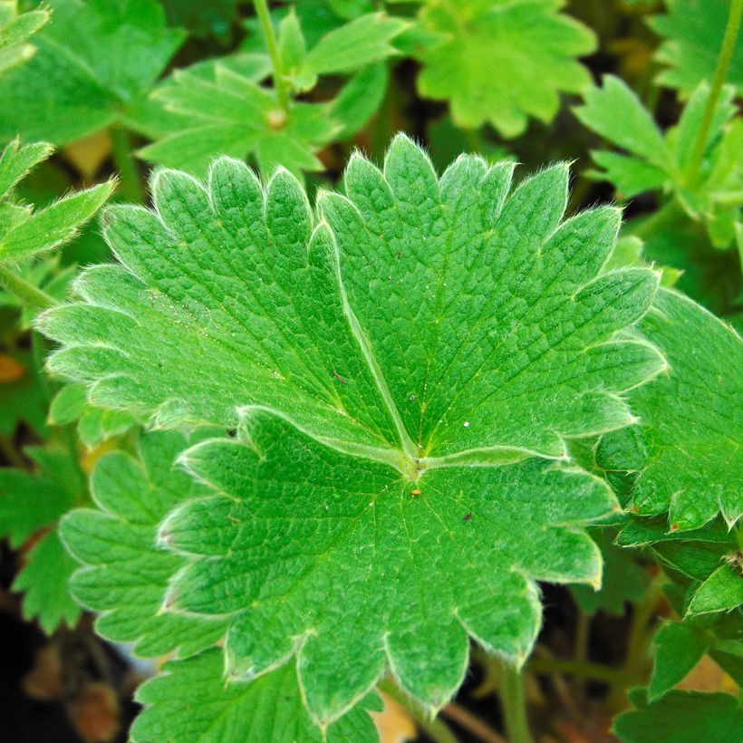 Potentilla megalantha - Großblütiges Fingerkraut (Laub)