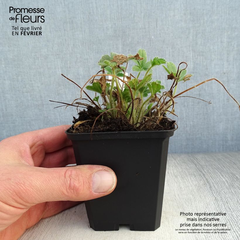 Exemplar von Potentilla nepalensis Miss Willmott - Potentille vivace du Népal Godet de 9cm wie im Winter geliefert