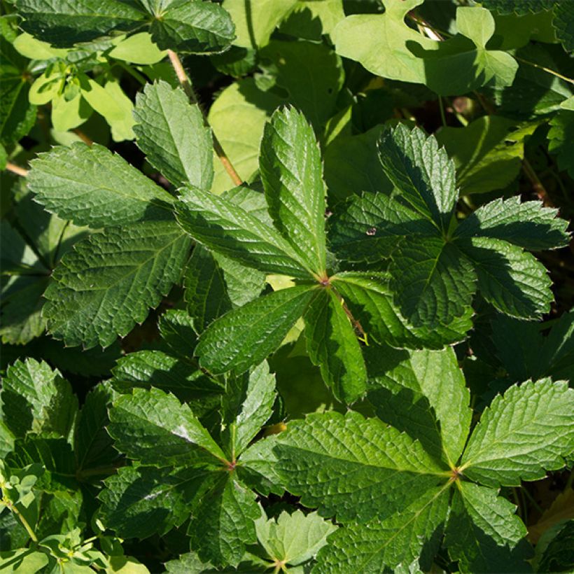 Potentilla nepalensis Miss Willmot - Nepal-Fingerkraut (Laub)