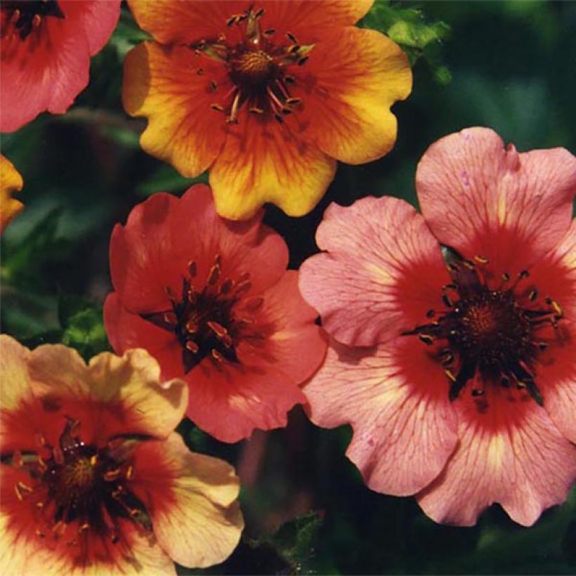 Potentilla nepalensis Miss Willmot - Nepal-Fingerkraut (Blüte)