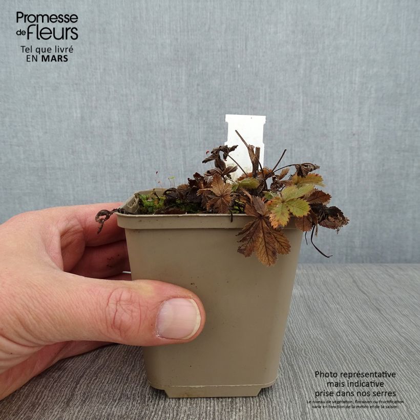 Exemplar von Potentilla recta - Potentille érigée Godet de 9cm wie im Winter geliefert