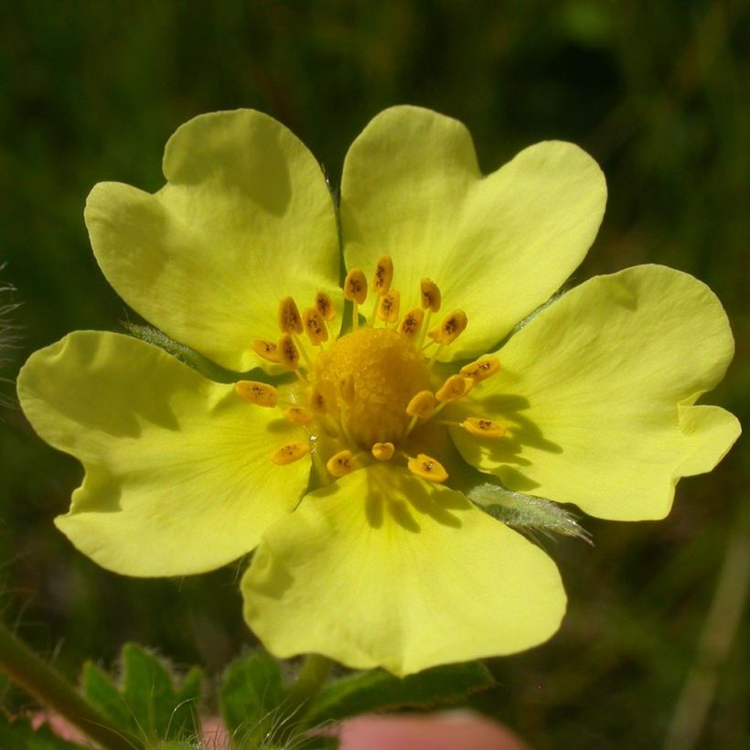 Potentilla recta Warrenii - Aufrechtes Fingerkraut (Blüte)