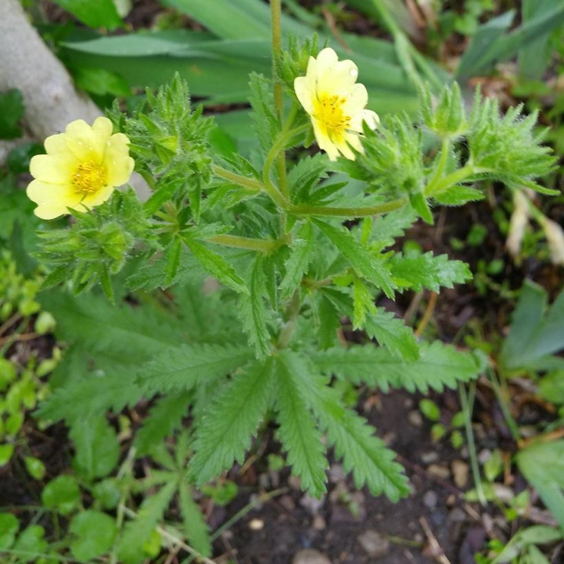 Potentilla recta Warrenii - Aufrechtes Fingerkraut (Hafen)