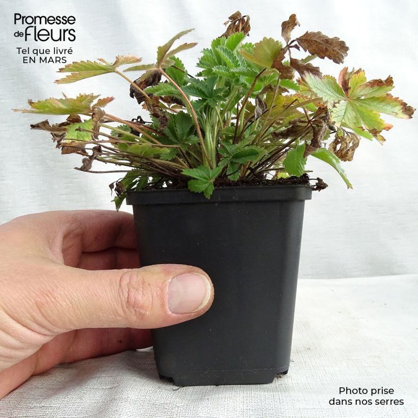 Exemplar von Potentilla recta sulphurea - Potentille dressée Godet de 8/9 cm wie im Winter geliefert