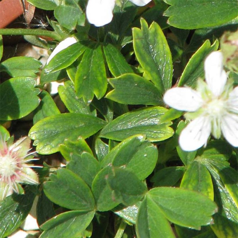 Potentilla tridentata Minima - Dreizähniges Fingerkraut (Laub)