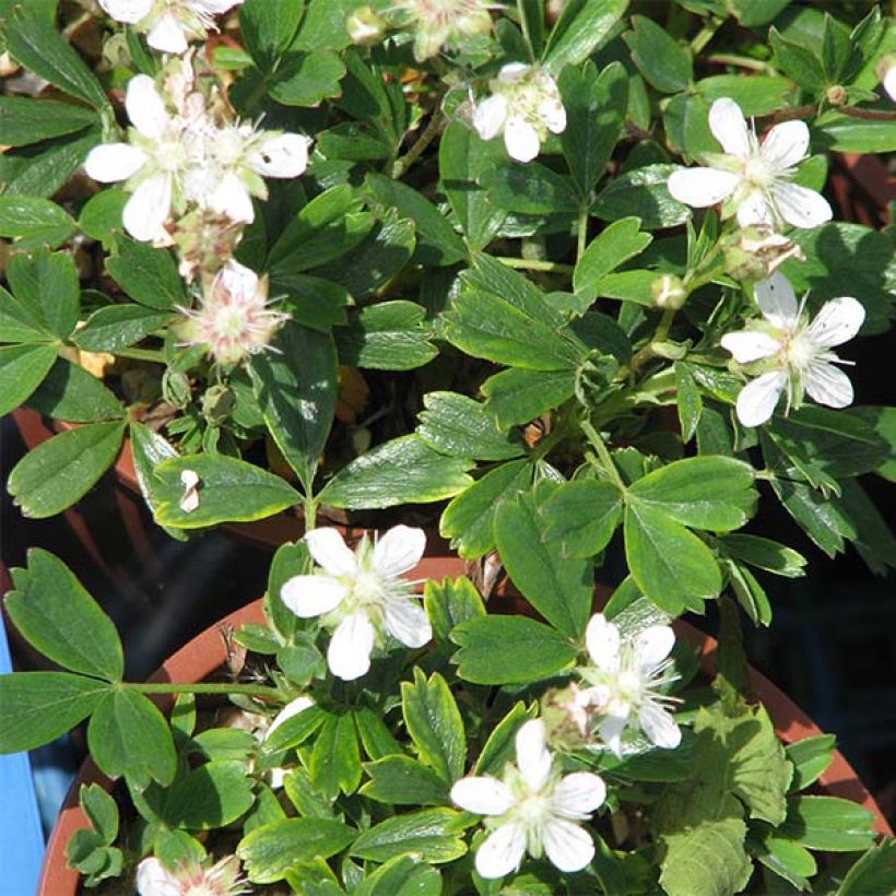 Potentilla tridentata Minima - Dreizähniges Fingerkraut (Blüte)