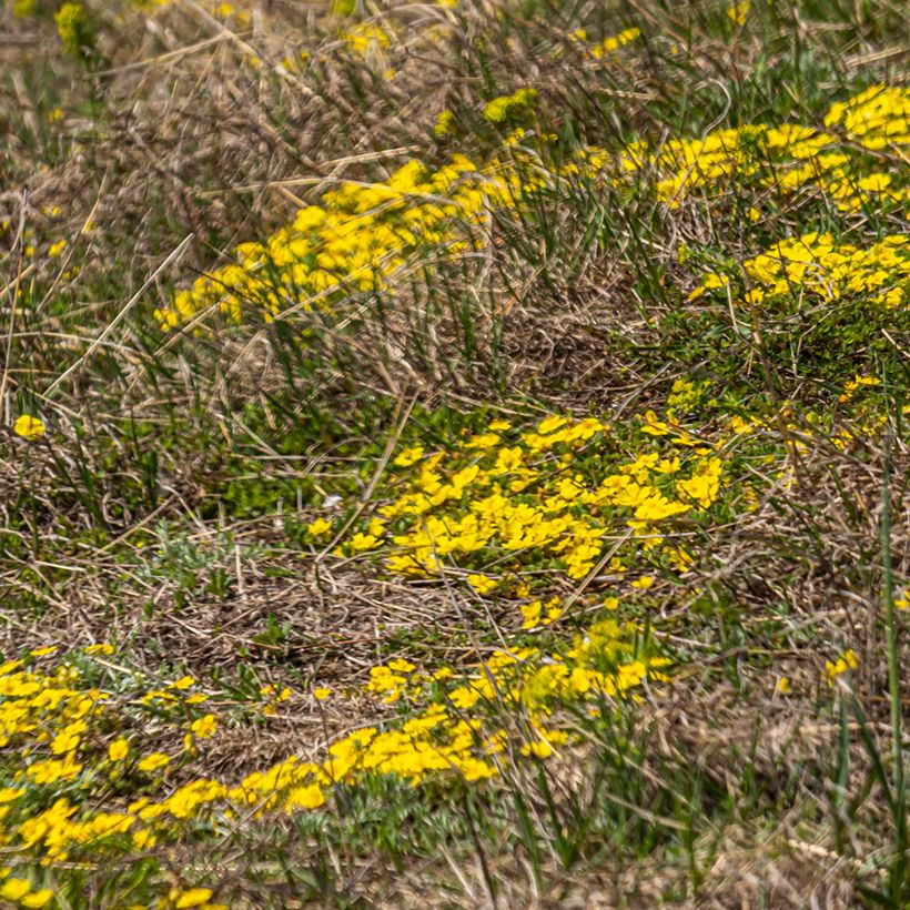 Potentilla verna - Frühlings-Fingerkraut (Hafen)