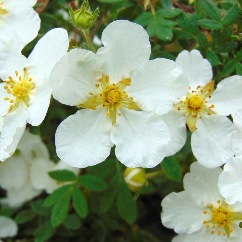 Fingerstrauch Abbotswood - Potentilla fruticosa (Blüte)