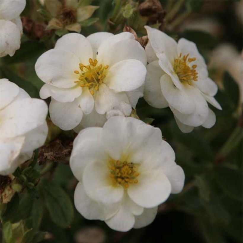 Fingerstrauch Creme brulée - Potentilla fruticosa (Blüte)