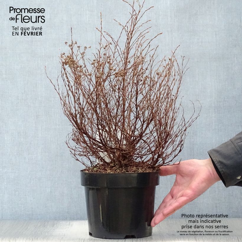 Exemplar von Potentille arbustive Hopley's Orange Pot de 3L/4L wie im Winter geliefert