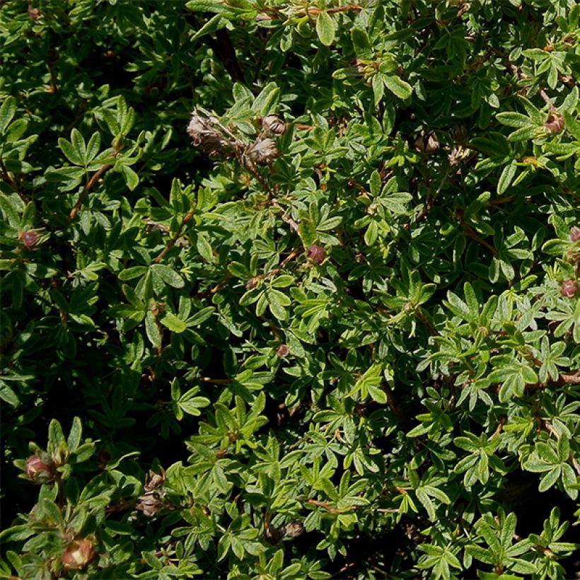 Fingerstrauch Hopley's Orange - Potentilla fruticosa (Laub)