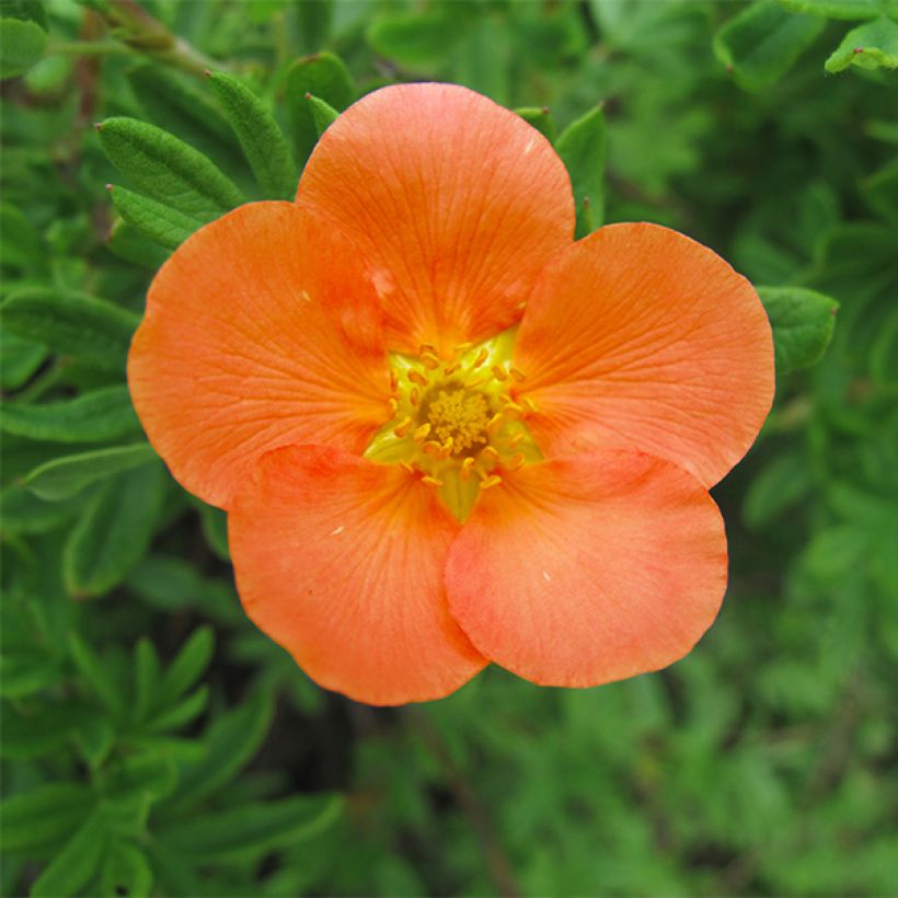 Fingerstrauch Hopley's Orange - Potentilla fruticosa (Blüte)