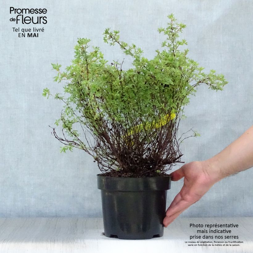 Exemplar von Fingerstrauch Hopley's Orange - Potentilla fruticosa Topf mit 3L/4LGelieferte Höhe ca. 20/30cm wie im Frühjahr geliefert