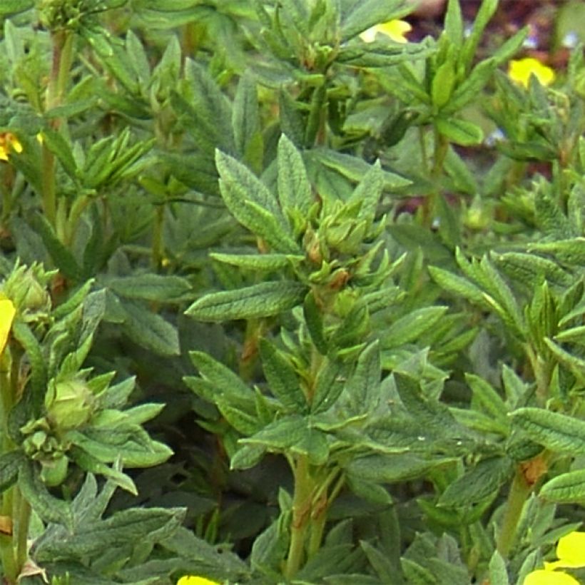 Fingerstrauch Kobold - Potentilla fruticosa (Laub)