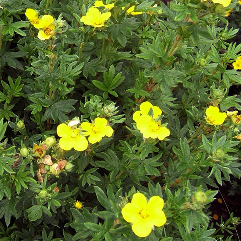 Fingerstrauch Kobold - Potentilla fruticosa (Blüte)