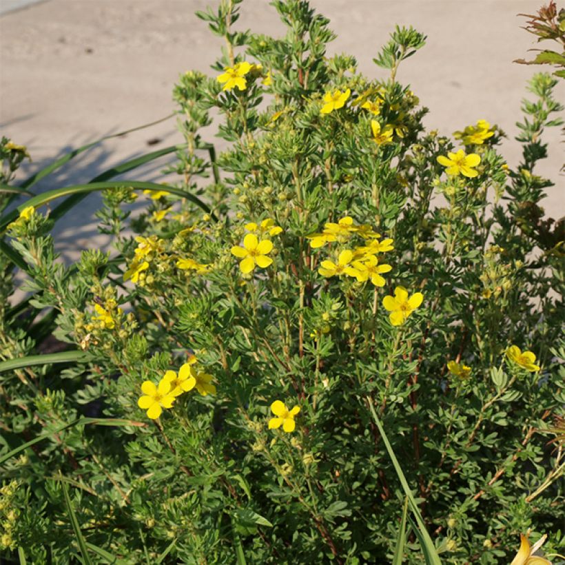 Fingerstrauch Kobold - Potentilla fruticosa (Hafen)