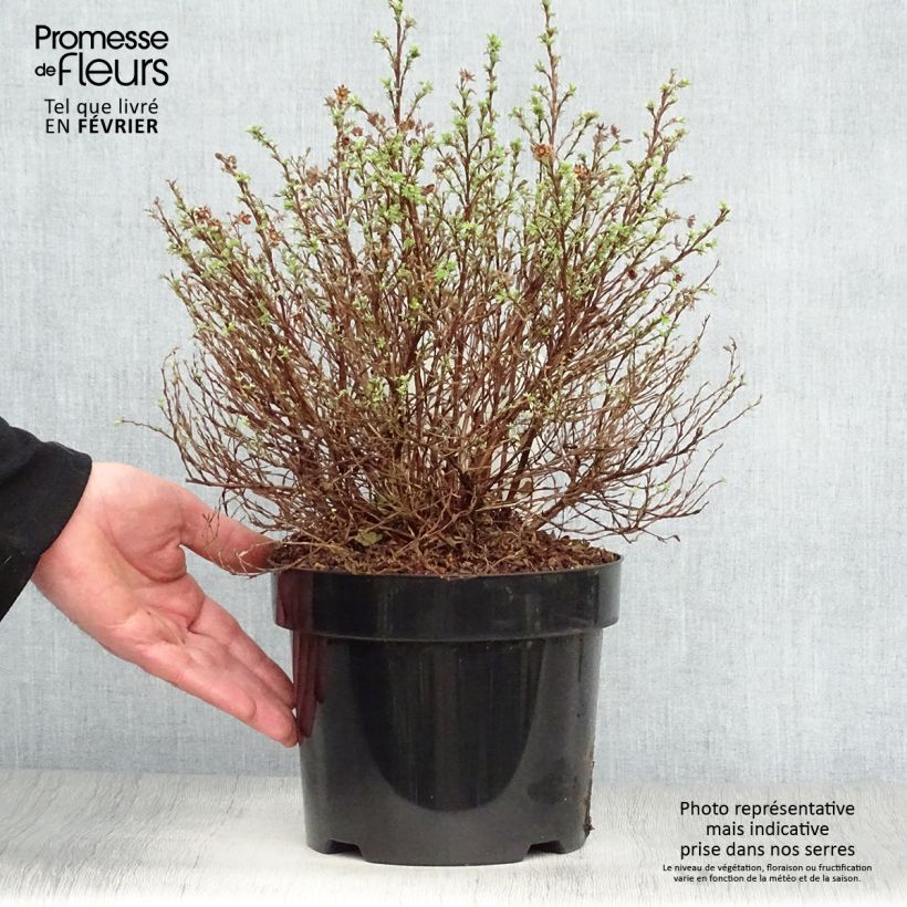 Exemplar von Potentille arbustive Kobold Pot de 3L/4L wie im Winter geliefert