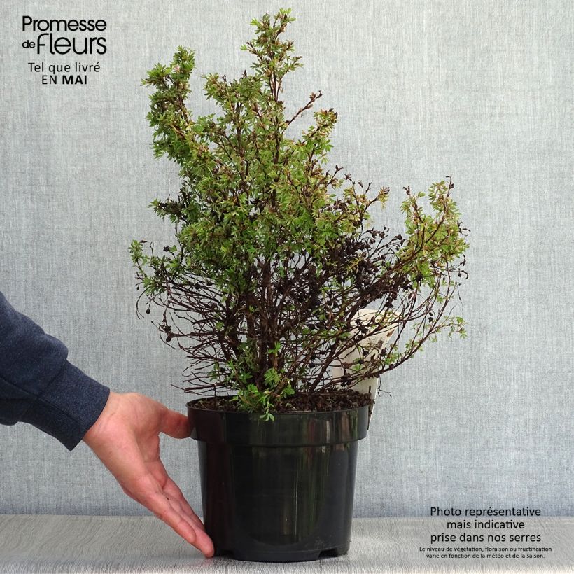 Exemplar von Fingerstrauch Kobold - Potentilla fruticosa Topf mit 3L/4LGelieferte Höhe ca. 30cm wie im Frühjahr geliefert