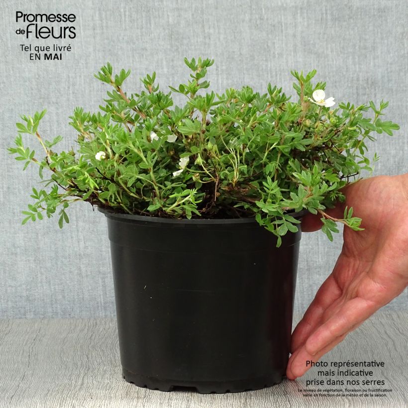 Exemplar von Potentille arbustive - Potentilla fruticosa Bella Bianca Pot de 2L/3L wie im Frühjahr geliefert