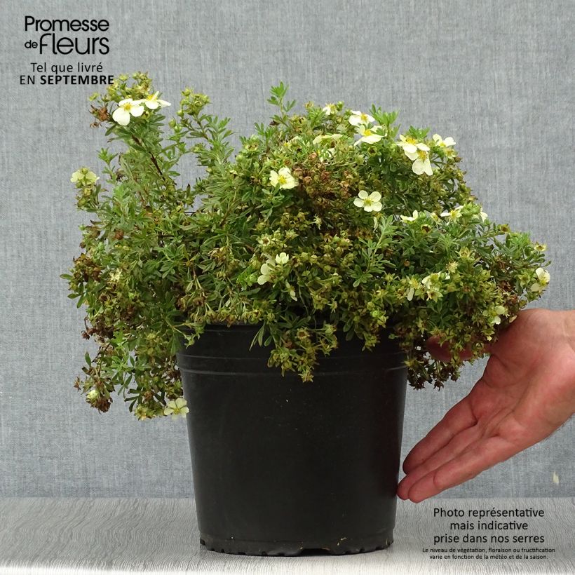 Exemplar von Fingerstrauch Creamissima - Potentilla fruticosa wie im Herbst geliefert