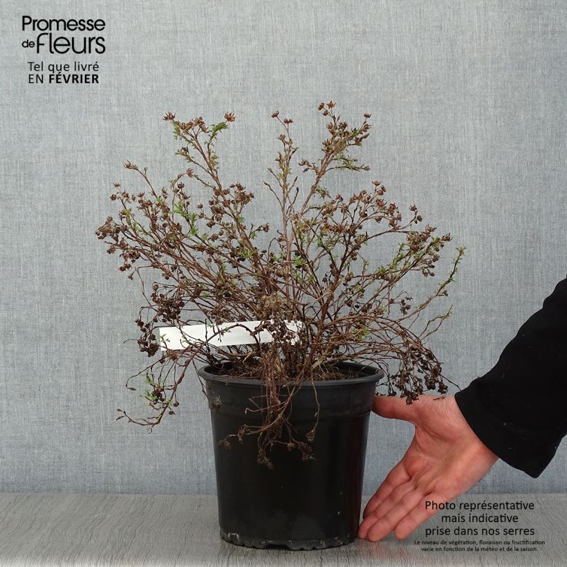 Exemplar von Potentille arbustive - Potentilla fruticosa Creamissima Pot de 4L/5L wie im Winter geliefert