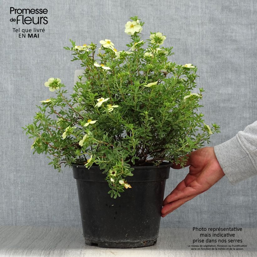 Exemplar von Fingerstrauch Creamissima - Potentilla fruticosa Topf mit 4L/5LGelieferte Höhe ca. 30cm wie im Frühjahr geliefert