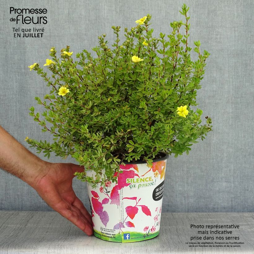 Exemplar von Fingerstrauch Double Punch Gold - Potentilla fruticosa wie im Sommer geliefert