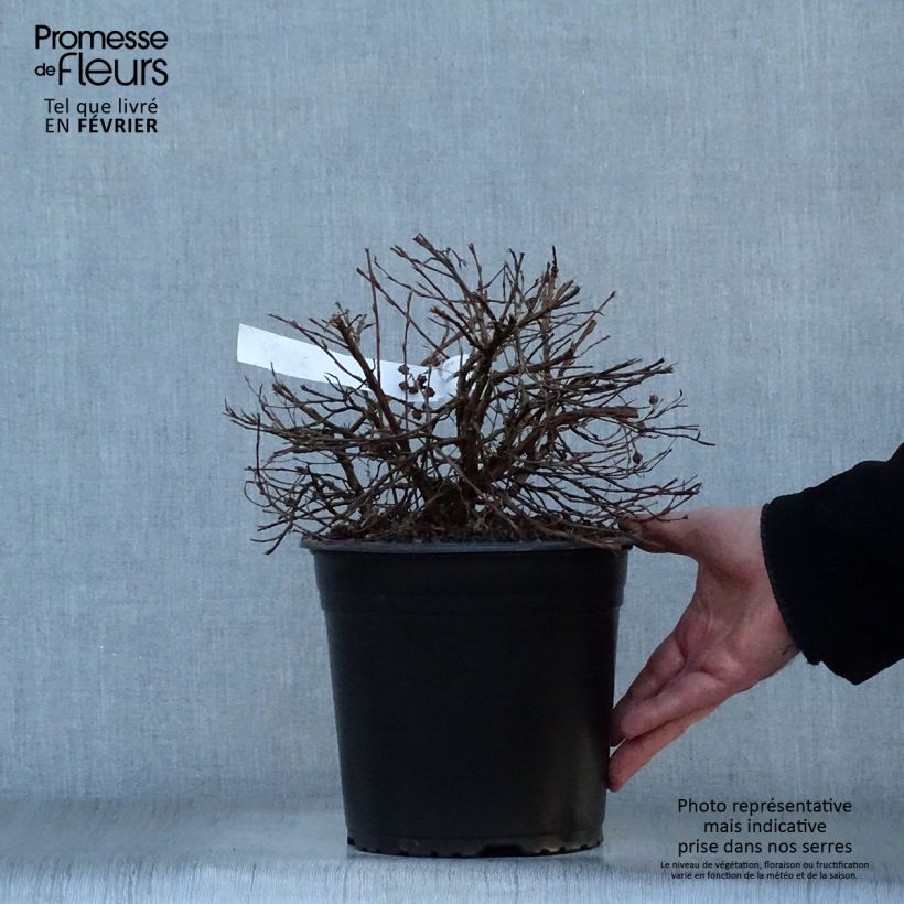 Exemplar von Potentille arbustive - Potentilla fruticosa Double Punch Gold Pot de 3L/4L wie im Winter geliefert