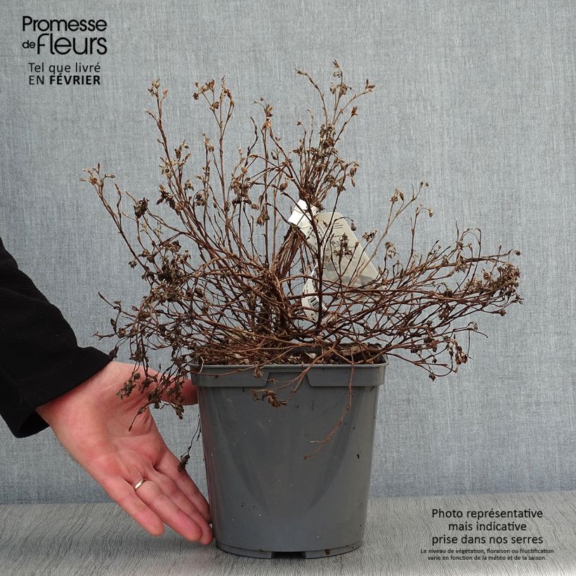 Exemplar von Potentille arbustive - Potentilla fruticosa Double Punch Peach Pot de 4L/5L wie im Winter geliefert