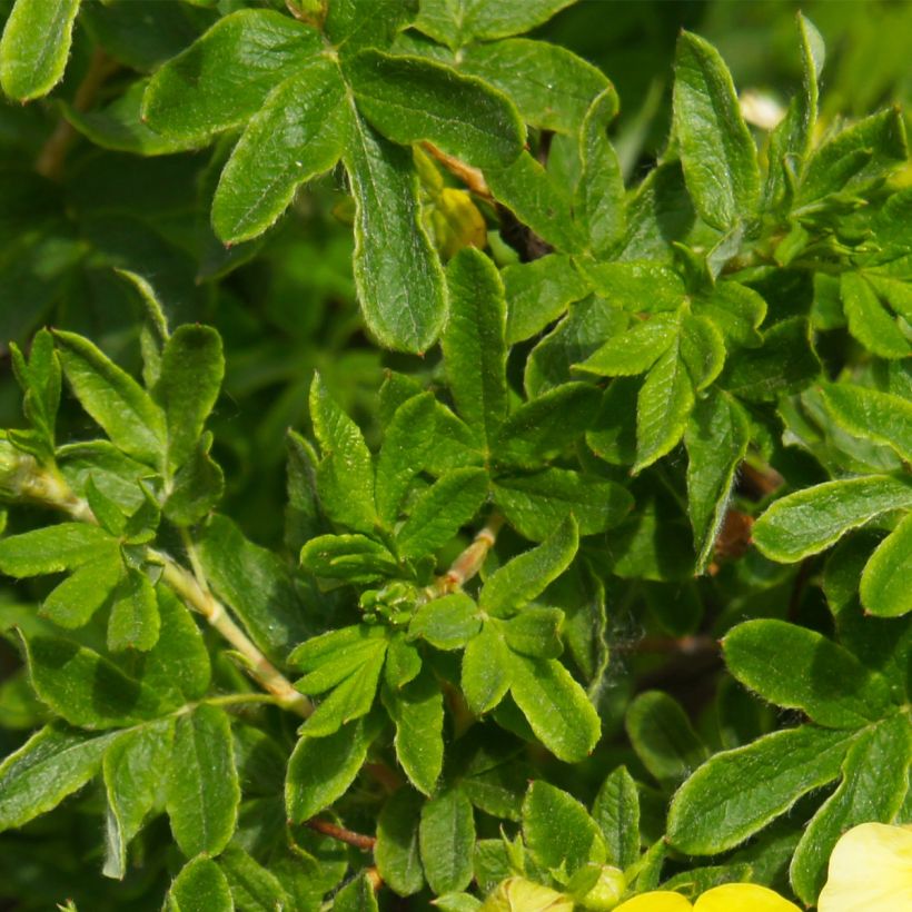 Fingerstrauch Sommerflor - Potentilla fruticosa (Laub)