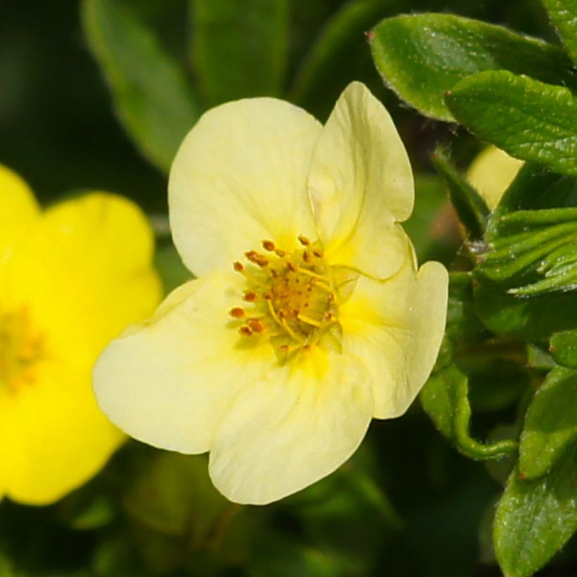 Fingerstrauch Sommerflor - Potentilla fruticosa (Blüte)