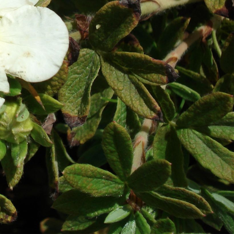 Fingerstrauch Tilford Cream - Potentilla fruticosa (Laub)