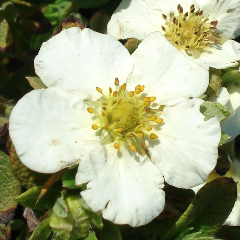 Fingerstrauch Tilford Cream - Potentilla fruticosa (Blüte)