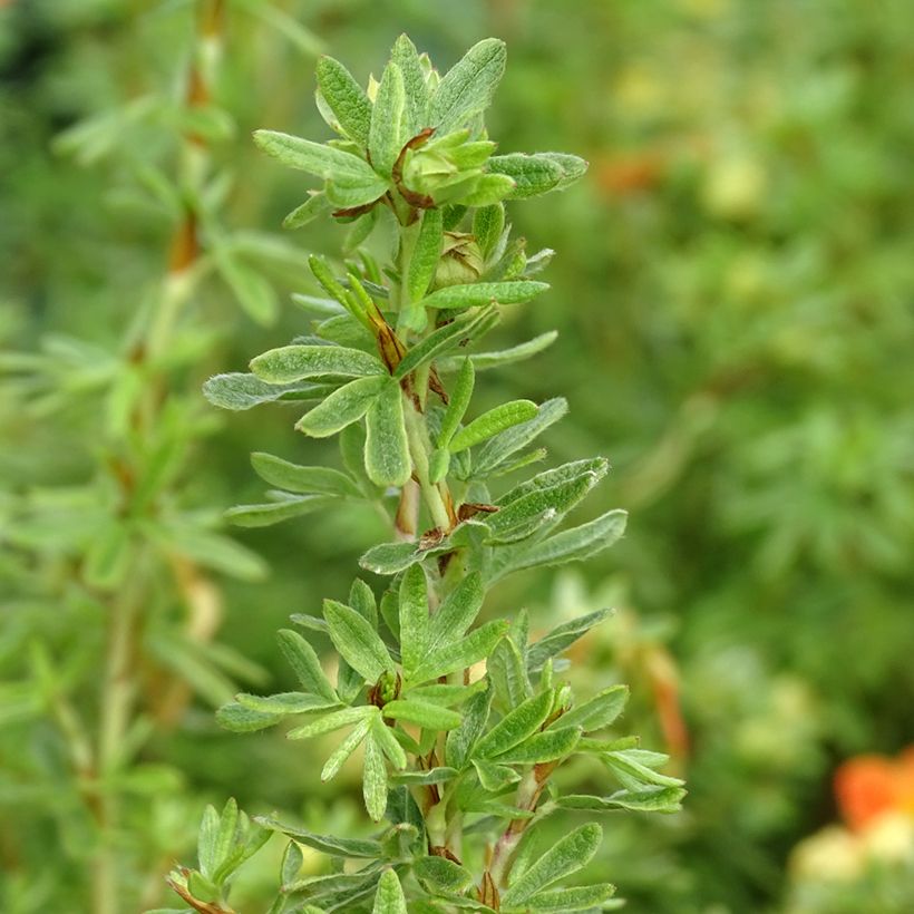 Fingerstrauch Orangissima - Potentilla fruticosa (Laub)