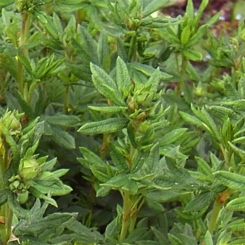 Fingerstrauch Red Lady - Potentilla fruticosa (Laub)