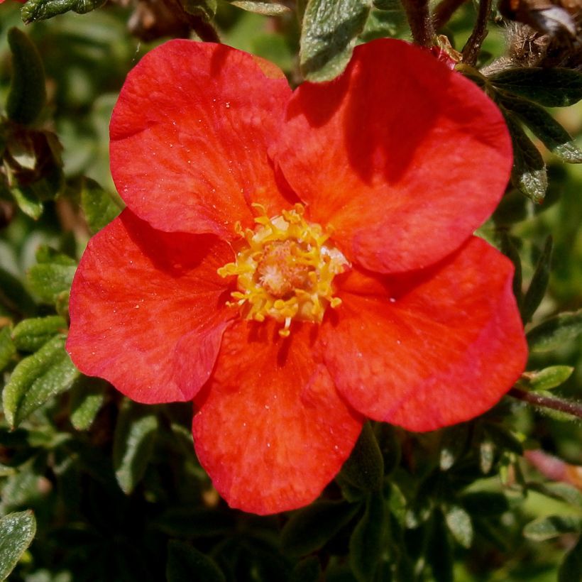 Fingerstrauch Red Lady - Potentilla fruticosa (Blüte)