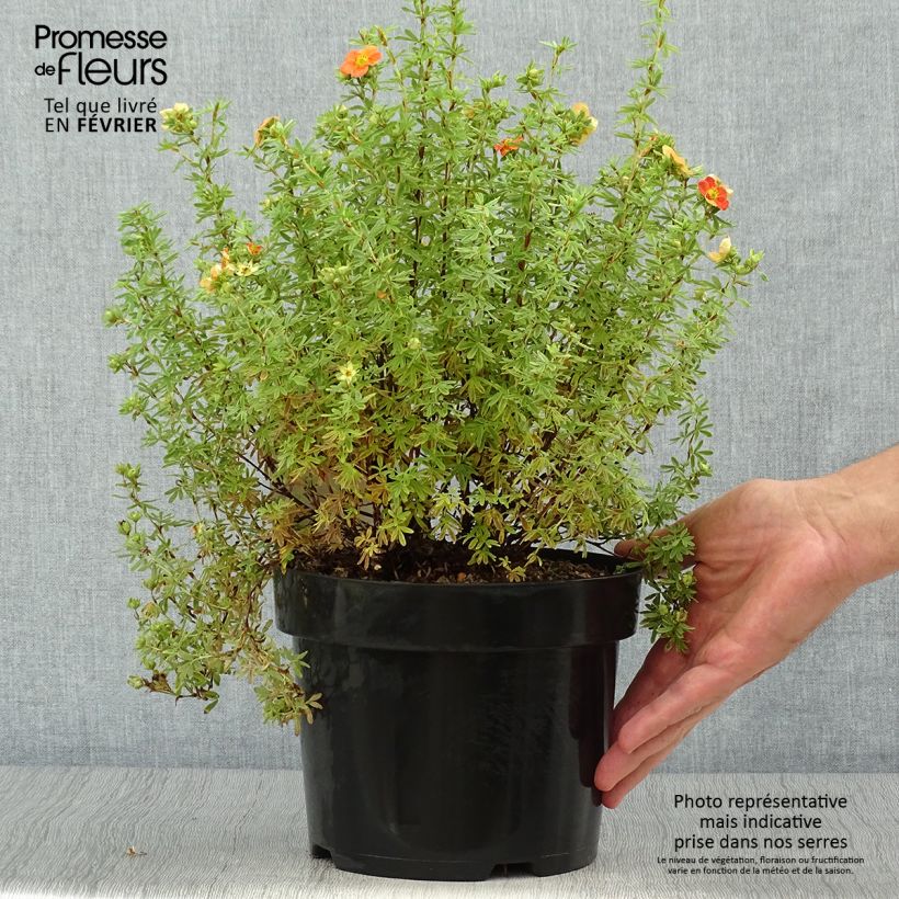 Exemplar von Potentille fruticosa Orangissima Pot de 4L/5L wie im Herbst geliefert